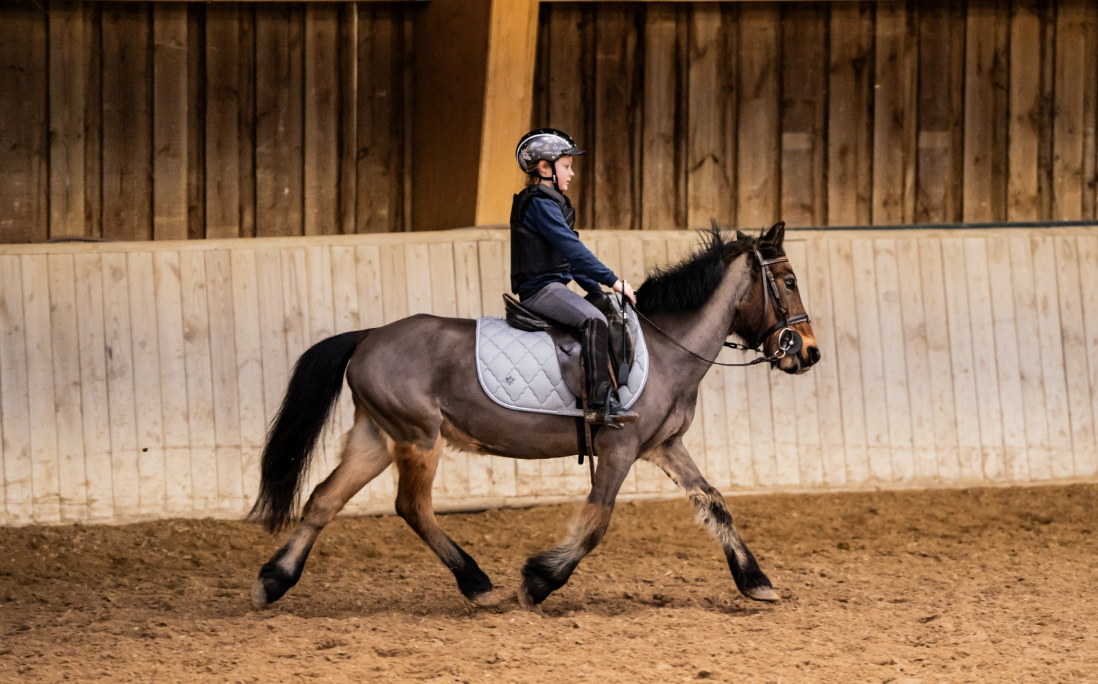 Cavalière portant un casque monte un cheval brun dans un manège intérieur en bois. Brisac Equiteam